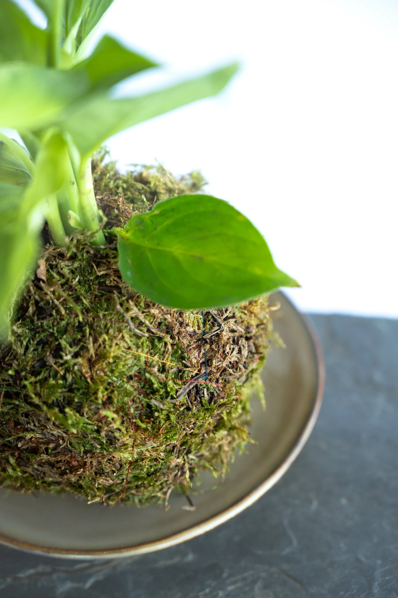kokedama-1312.jpg