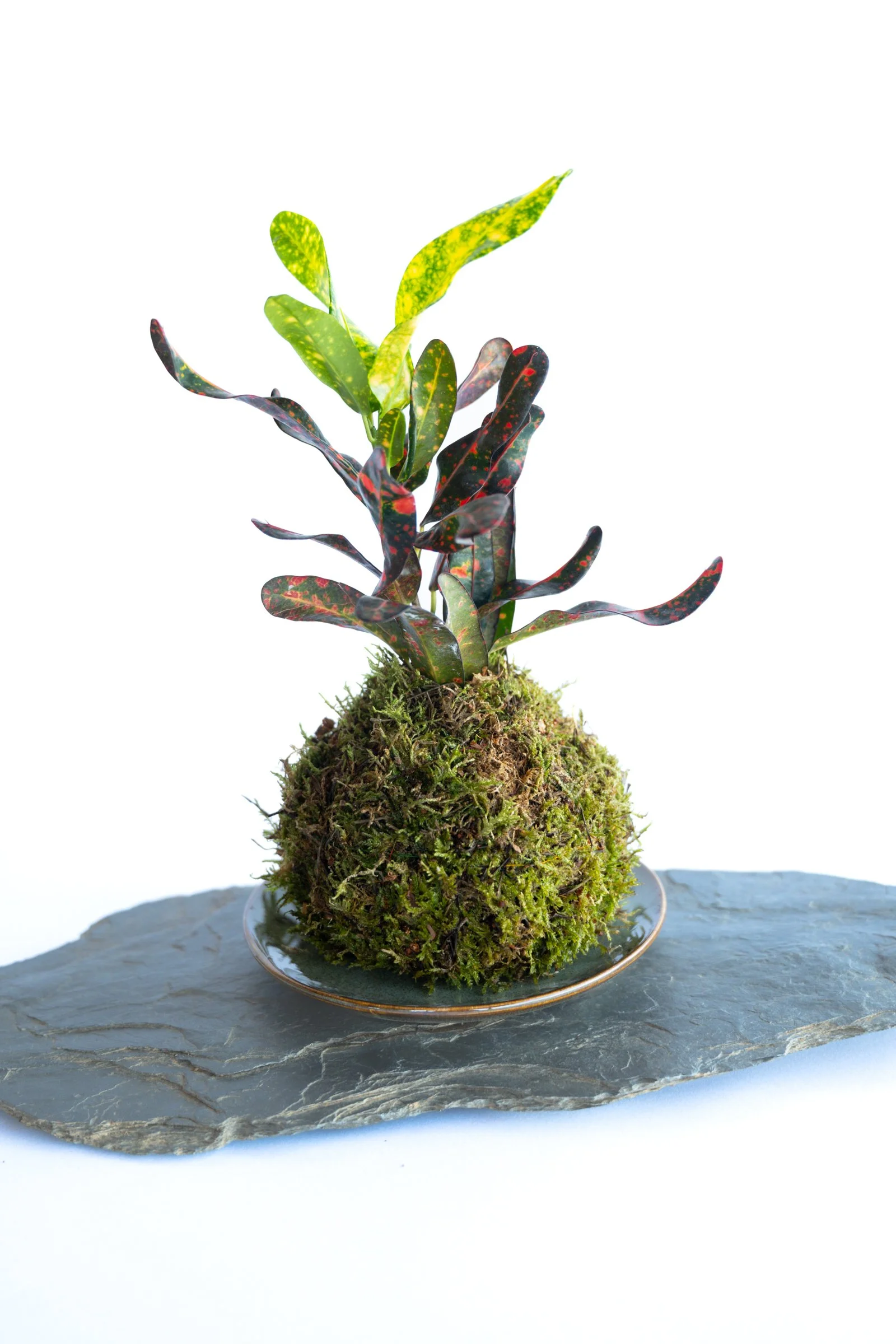kokedama-1148.jpg