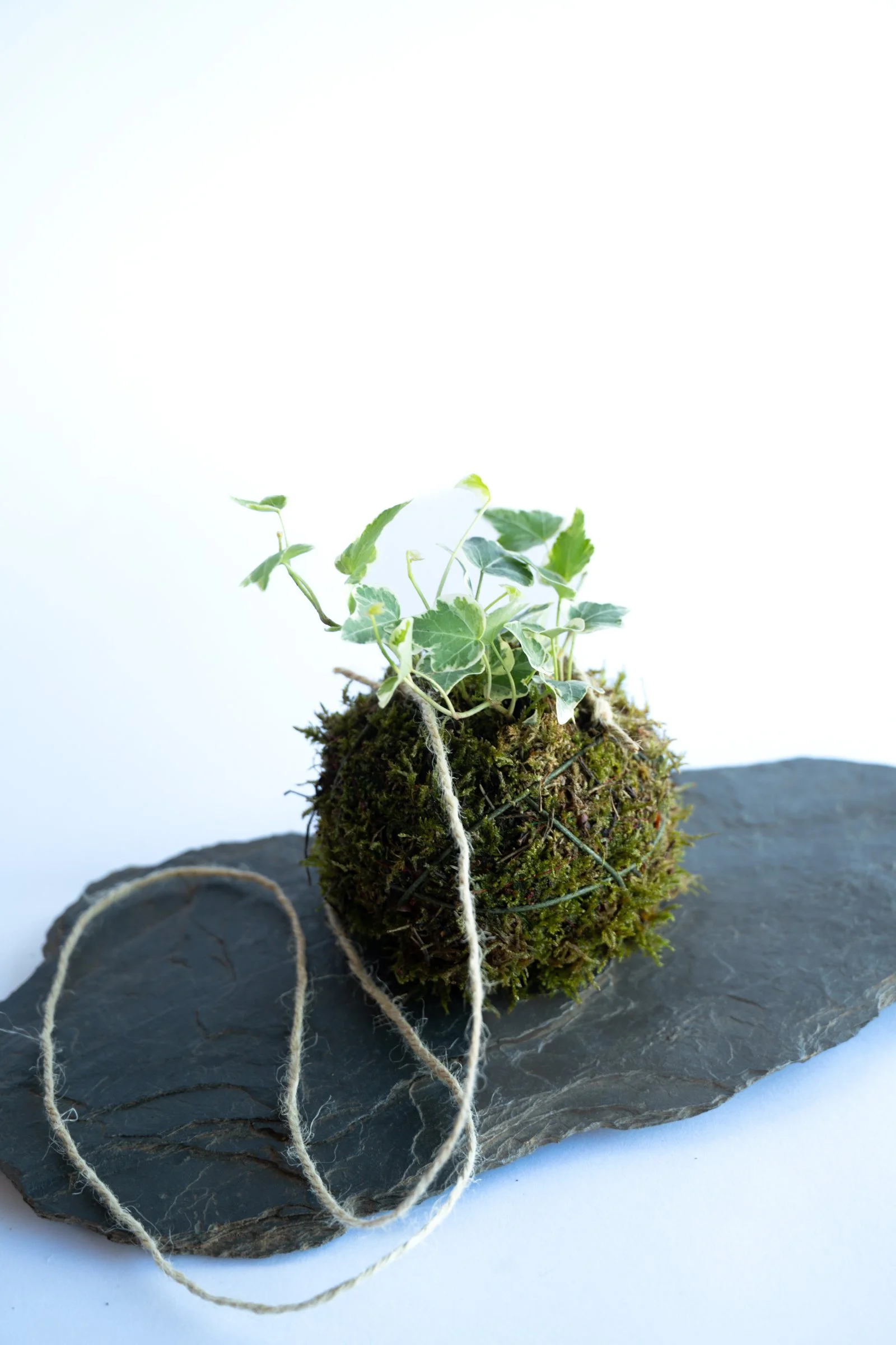 kokedama-1375.jpg