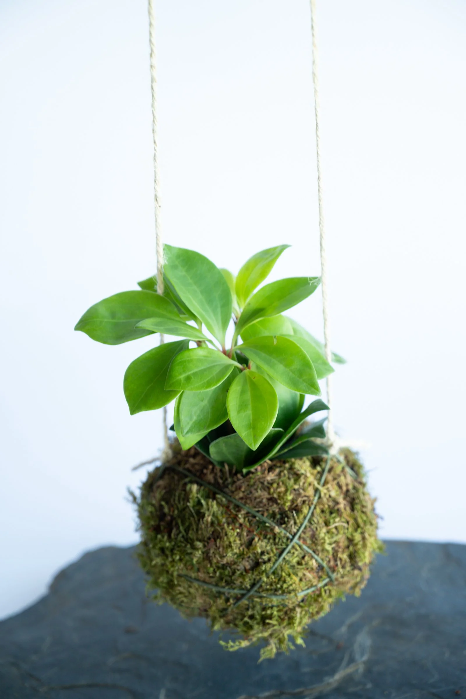 kokedama-1553.jpg