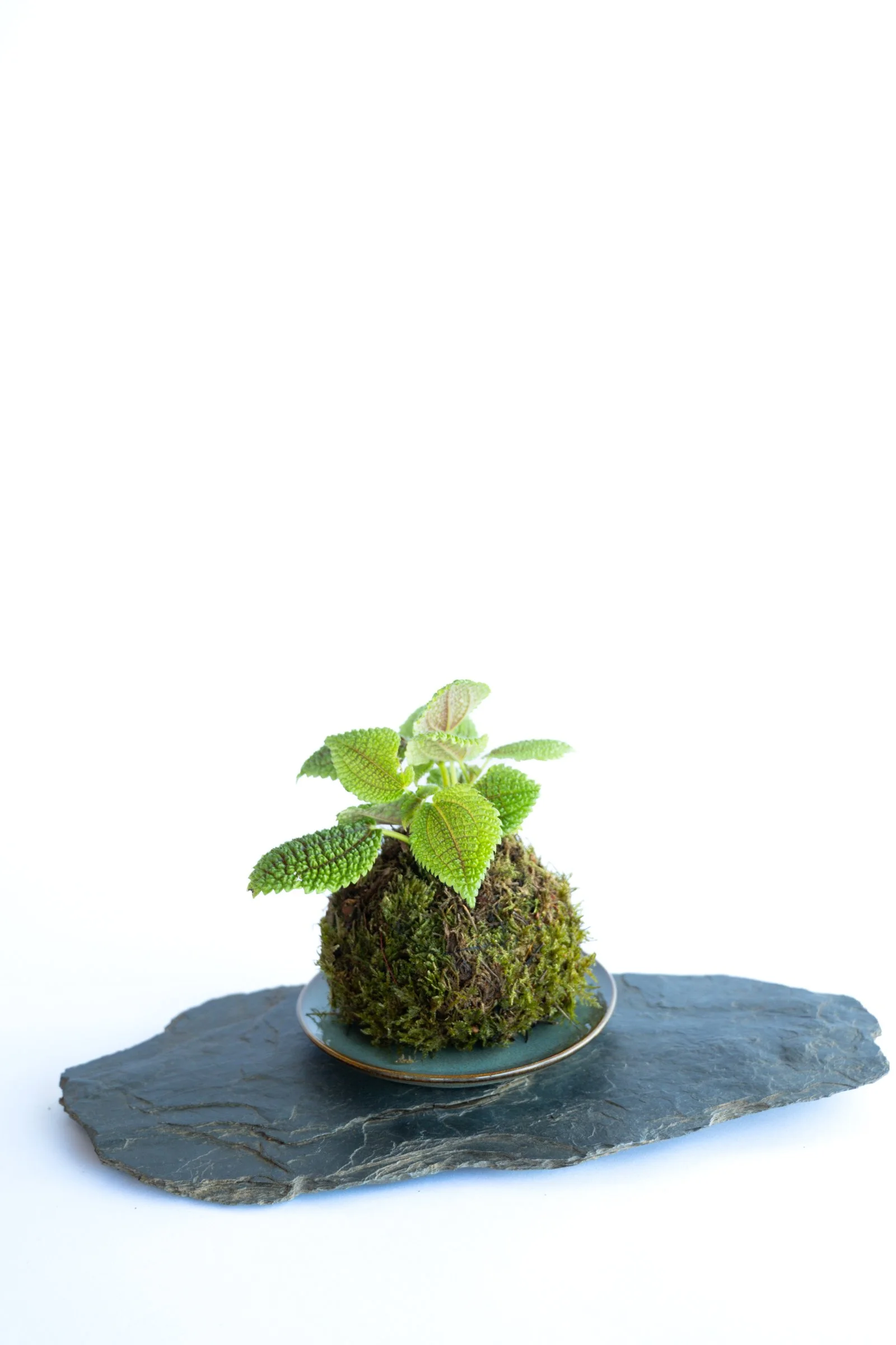 kokedama-1274.jpg