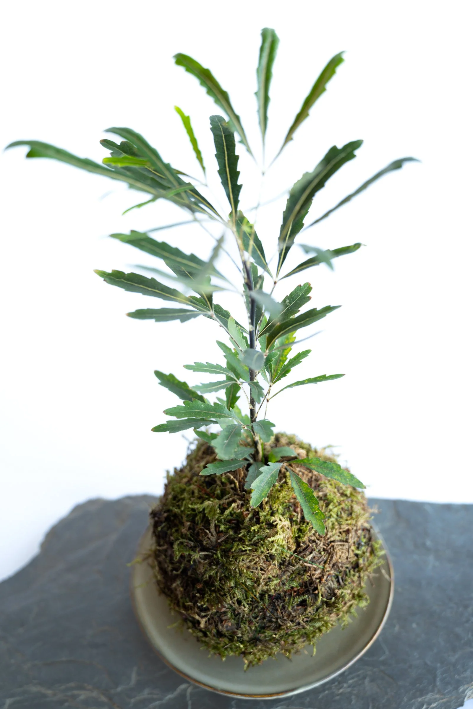kokedama-1155.jpg