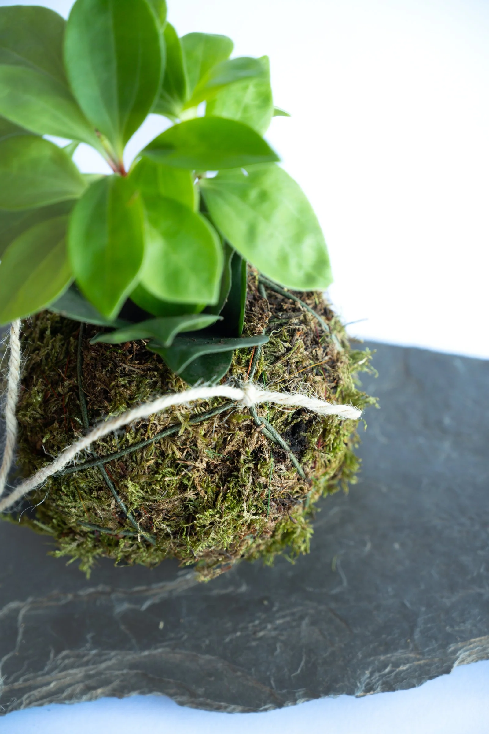 kokedama-1390.jpg