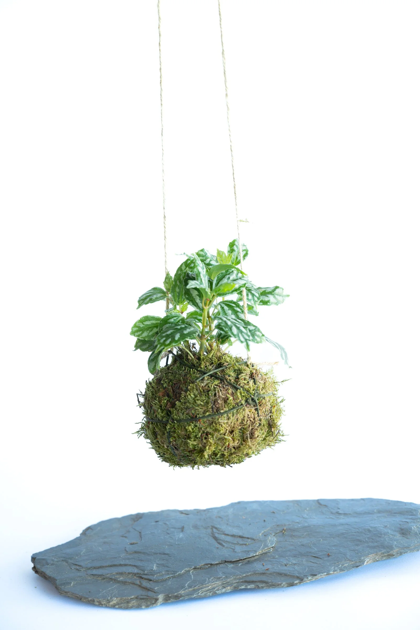 kokedama-1474.jpg