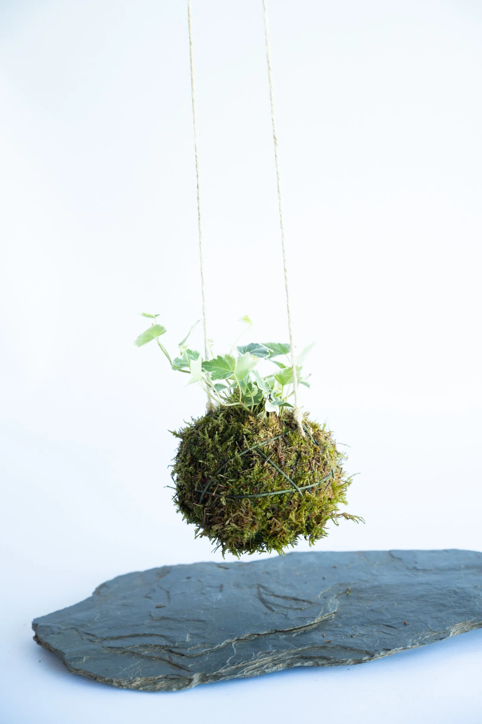 kokedama-1529.jpg