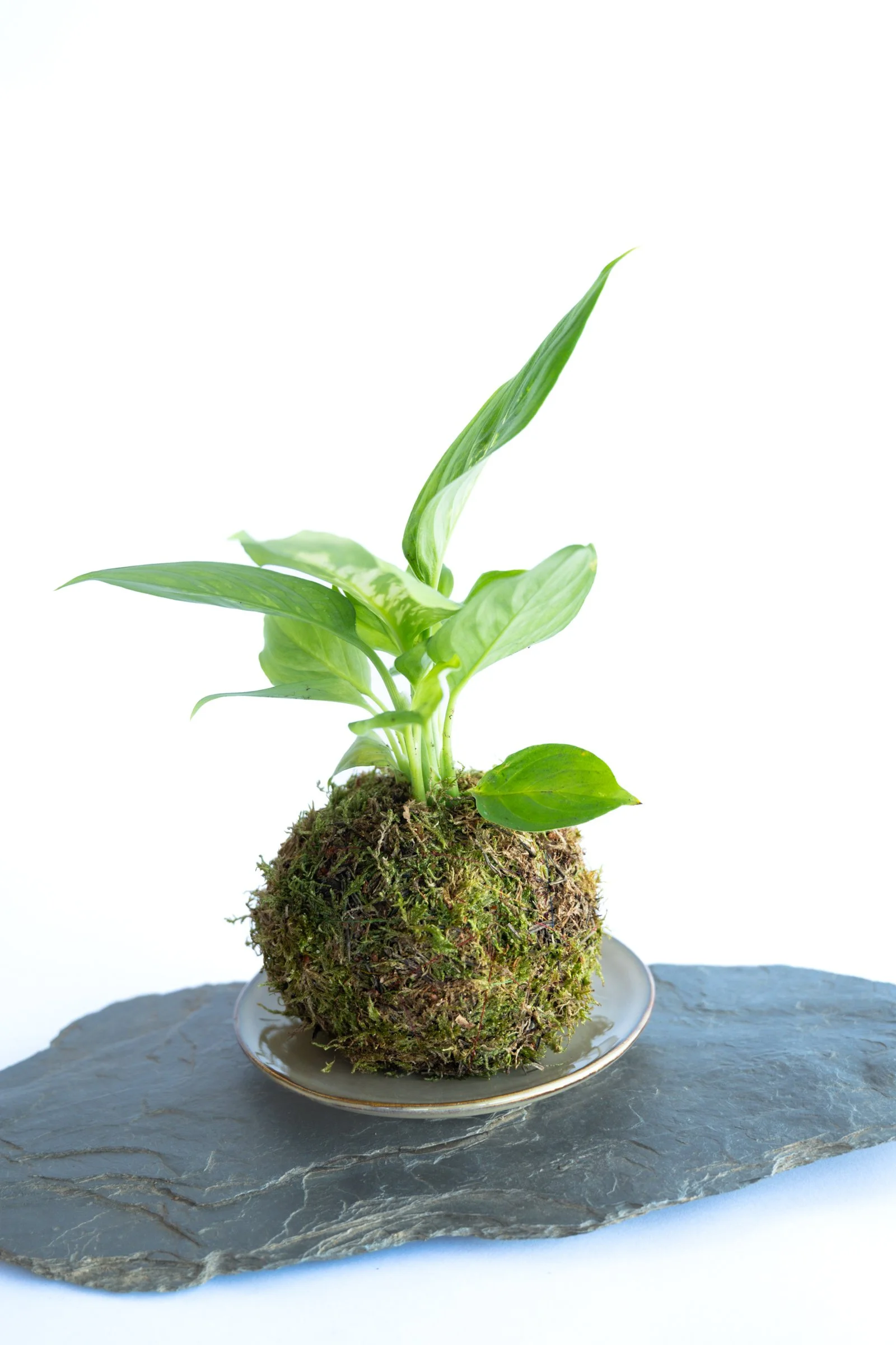 kokedama-1329.jpg