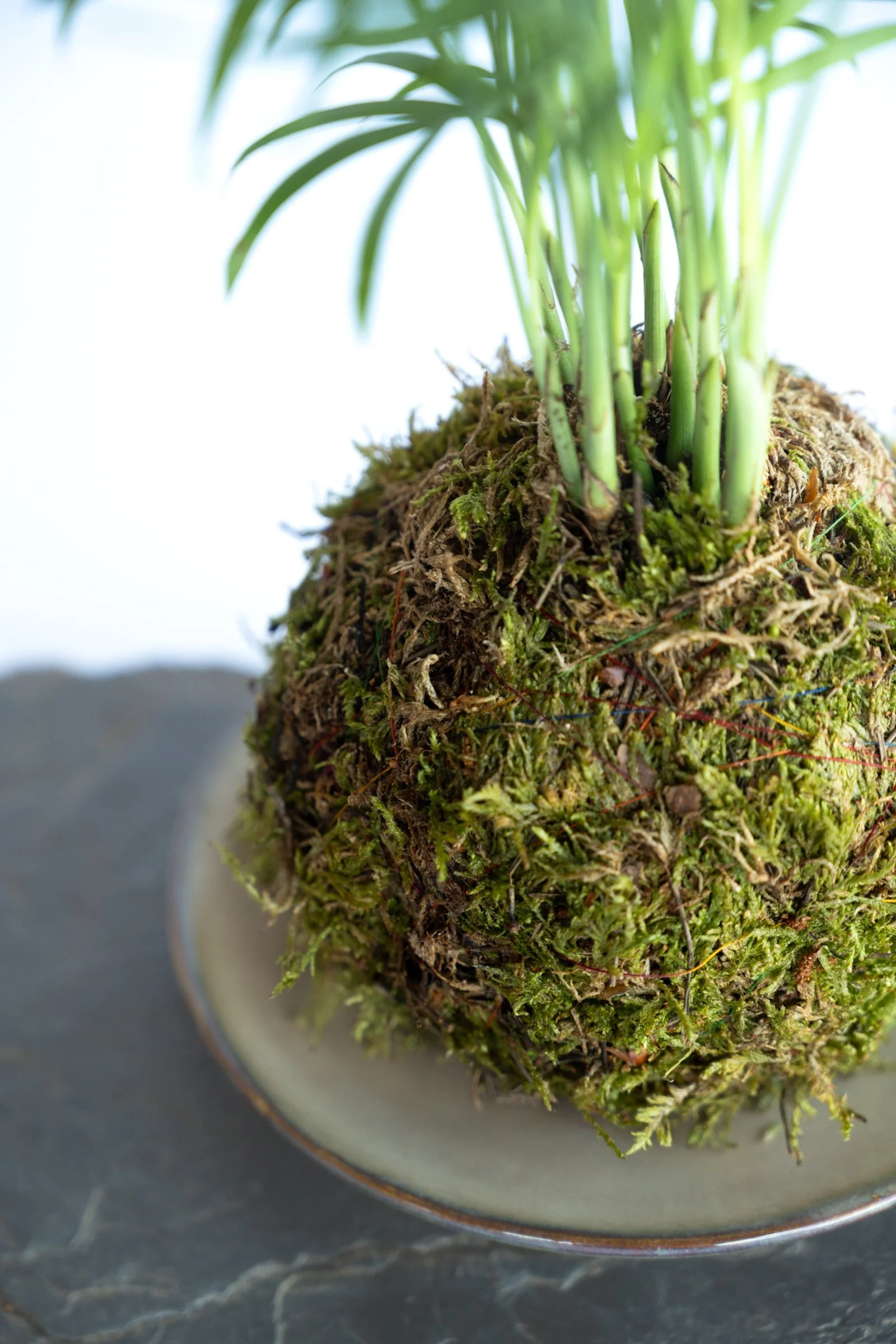 kokedama-1214.jpg