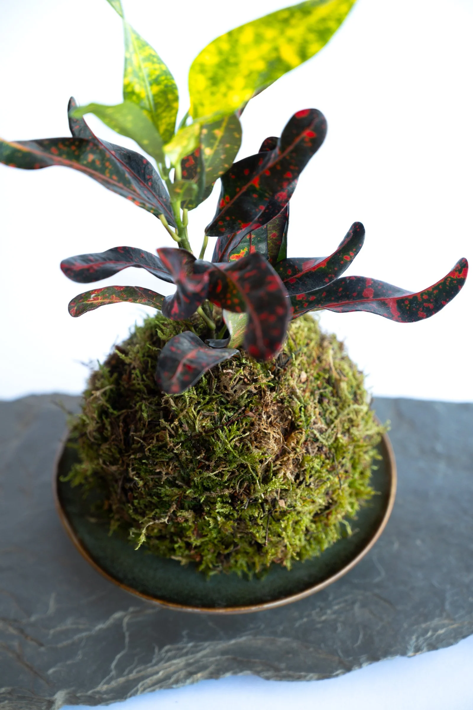 kokedama-1129.jpg
