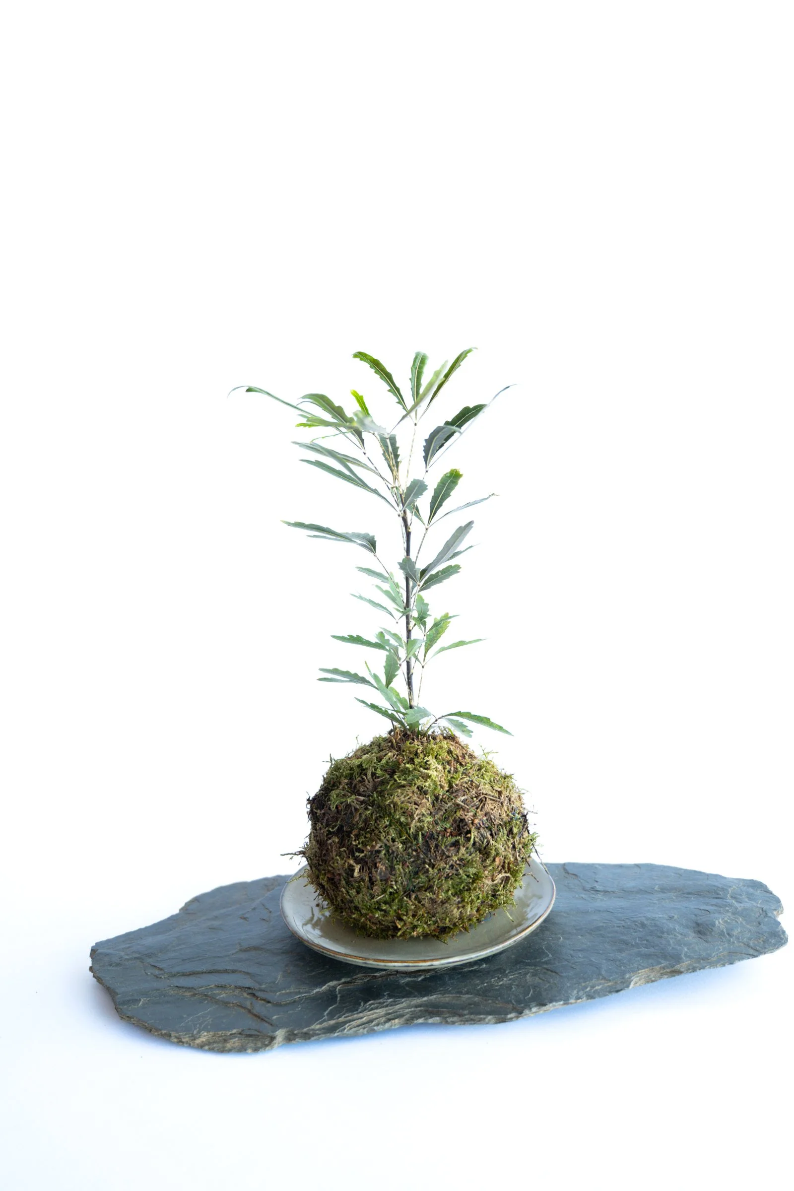 kokedama-1169.jpg