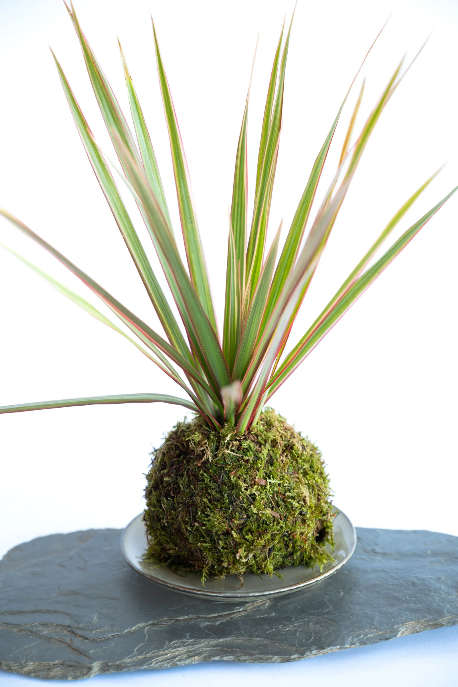kokedama-1216.jpg