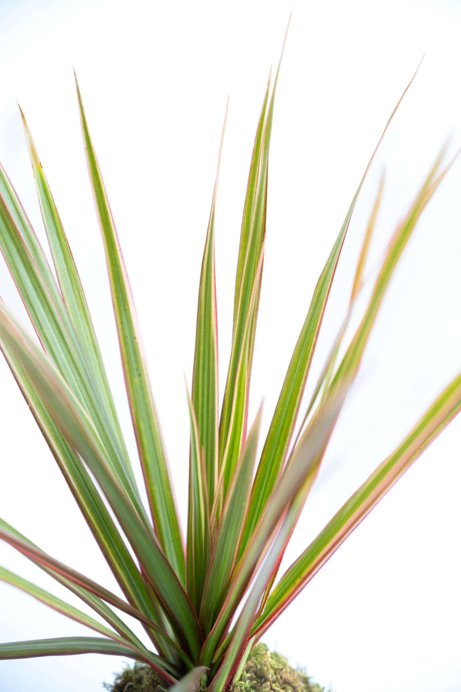 kokedama-1221.jpg