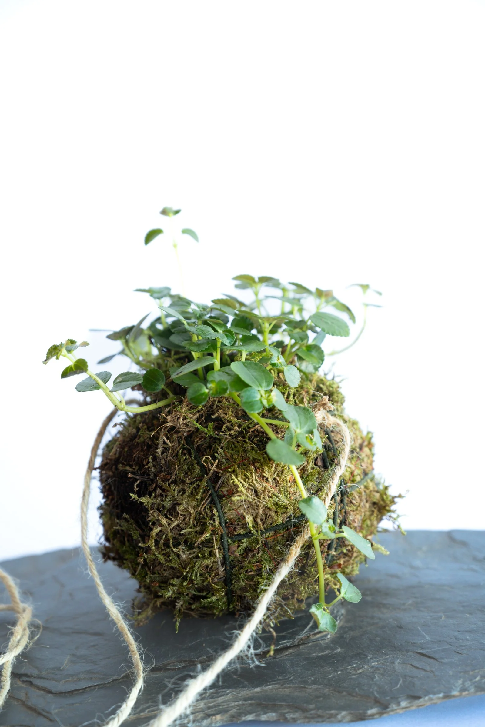 kokedama-1100.jpg