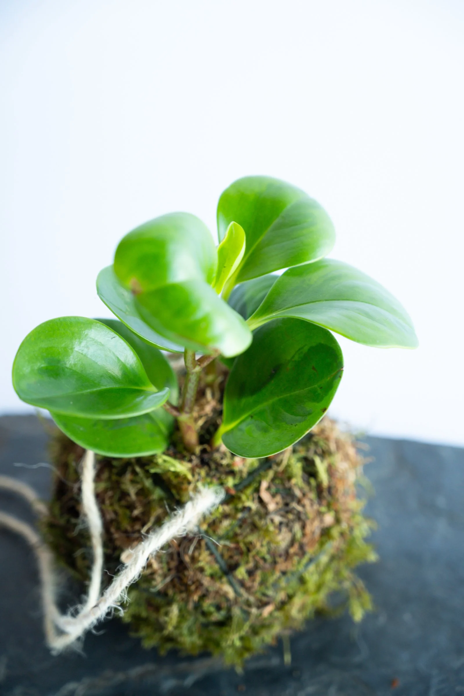kokedama-1405.jpg