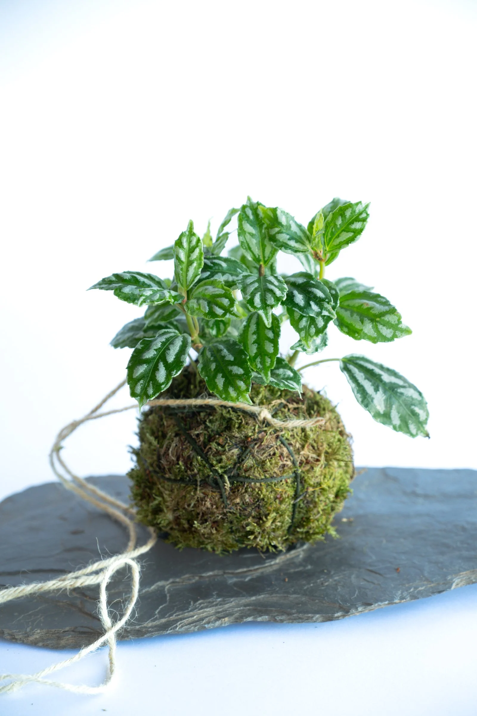 kokedama-1431.jpg