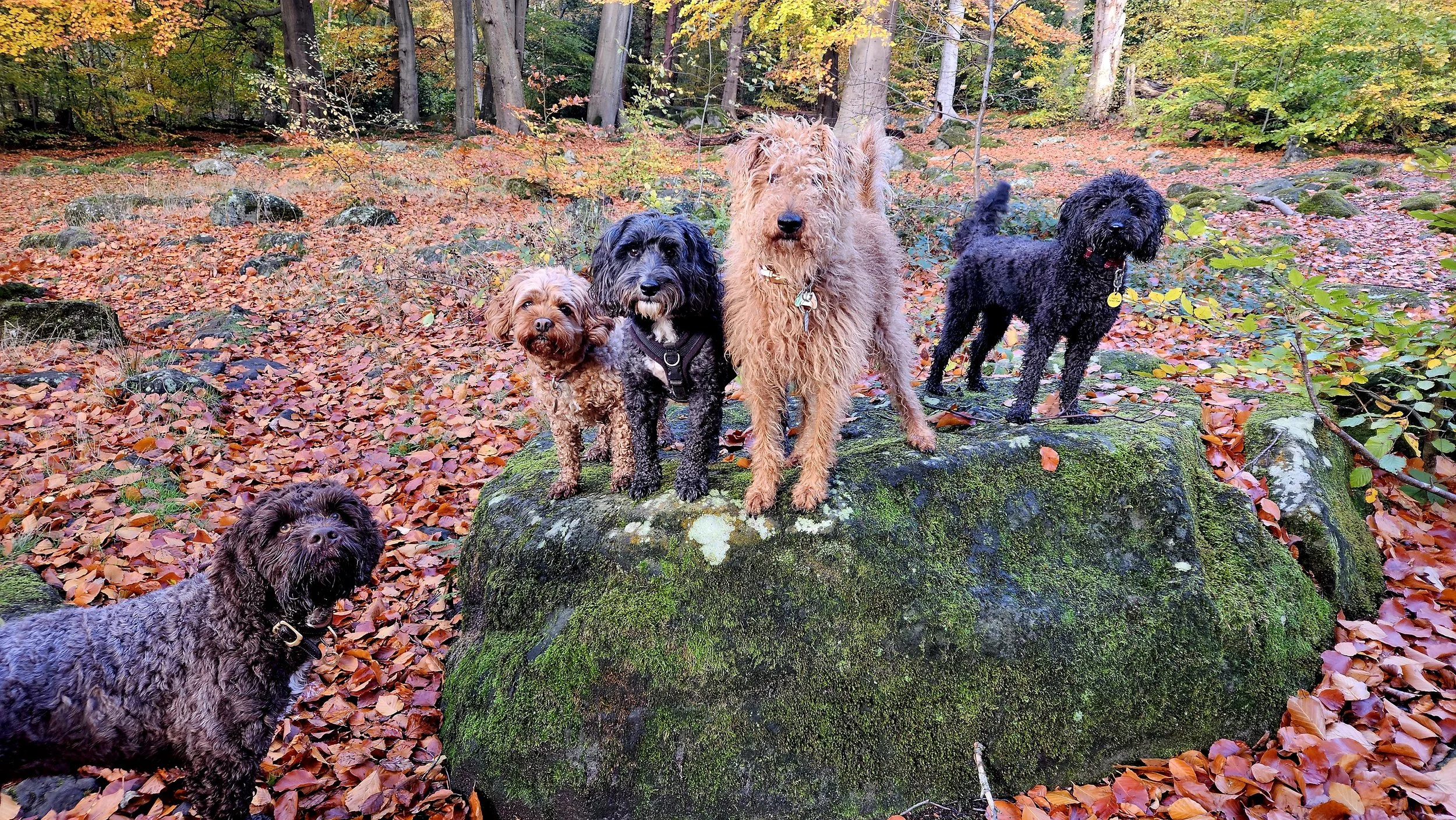 Six dogs of different breeds and sizes standing and sitting on a moss-covered tree stump in an autumn forest with fallen leaves.