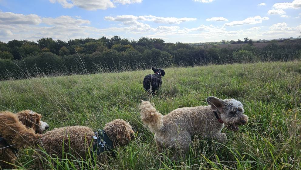 Four dogs explore a grassy field under a partly cloudy sky, with trees in the background.
