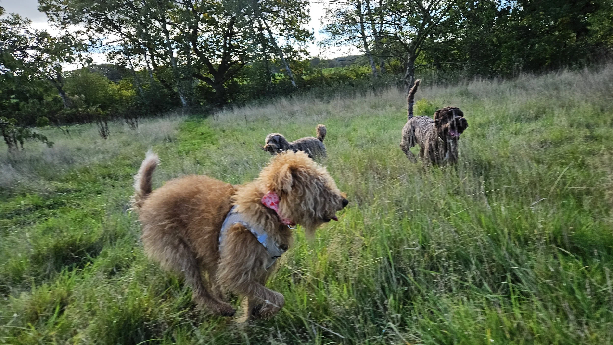 Four dogs walking on a grassy trail in a wooded area with trees and green foliage.