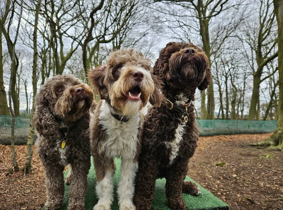 Three curly-haired dogs sitting outdoors on a dirt ground with leafless trees in the background.