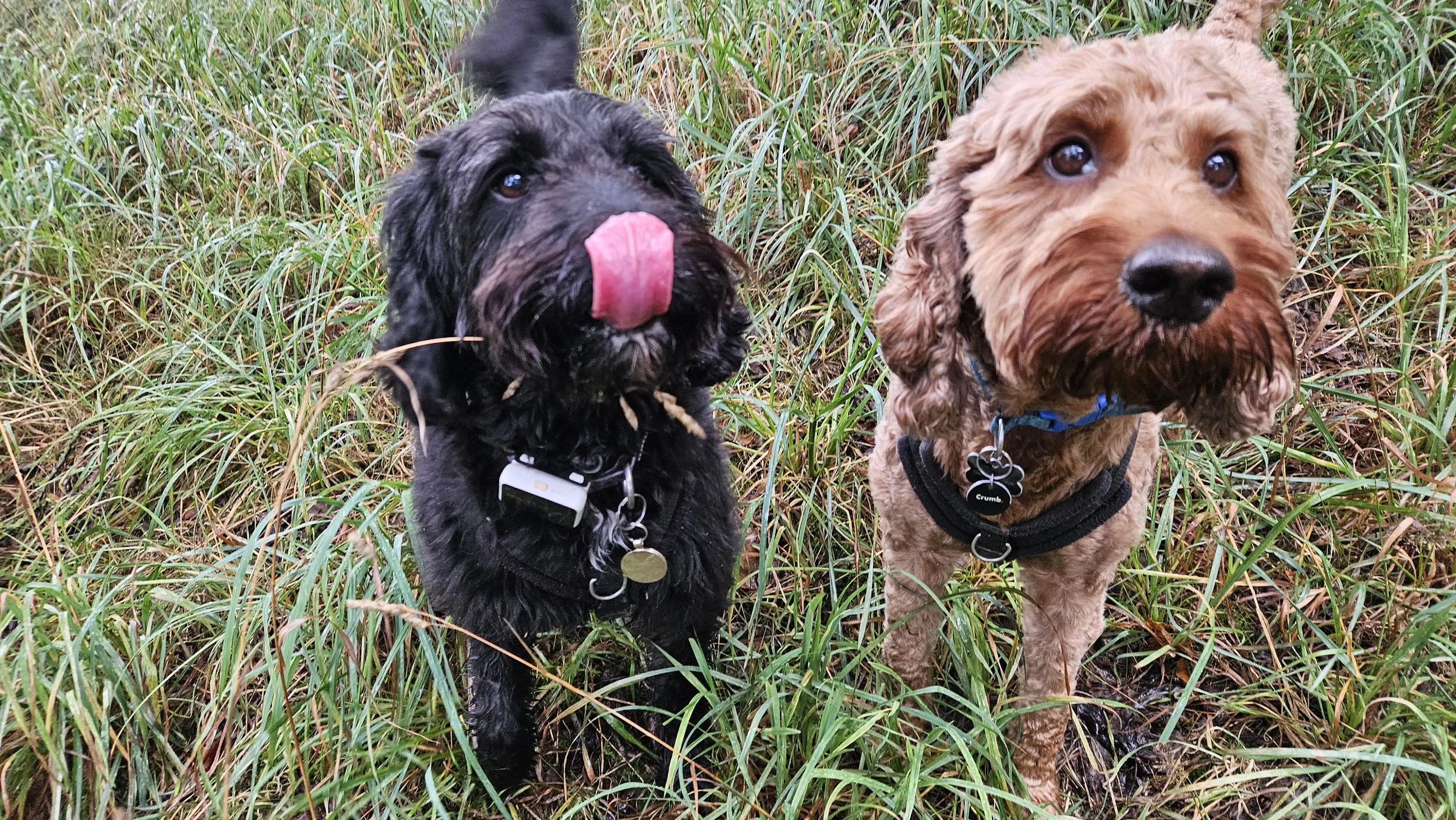 Two dogs sitting in tall grass outdoors. The black dog on the left is licking its nose, and the brown dog on the right is looking up. Both dogs are wearing harnesses with tags.