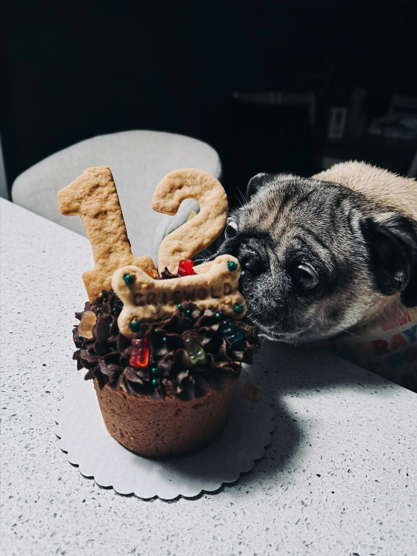 Happy Birthday to my grumpy little Craig&rsquo;s List special🐾🥳 

Griswold LOVES his peanut butter, carob (non-toxic chocolate for dogs) cake topped with biscuits and gummy bears (his favorite) from @luckymuttsbakery &bull; And yes he shared with h