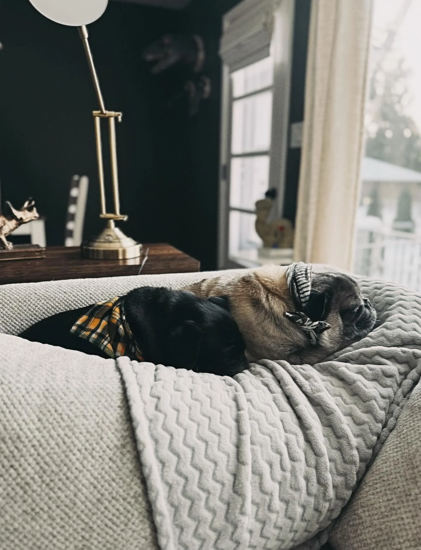 Pigs on a blanket 🐾 I&rsquo;ve taken to calling the couch cushions &ldquo;smushions&rdquo; because Griswold &amp; Kevin smush them down like it&rsquo;s their business. 

In other news I&rsquo;m 🤏🏼 close to finishing my latest draft of something v.