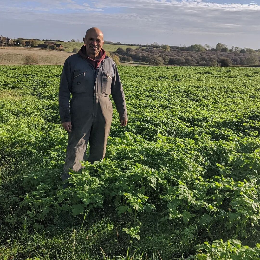 This is what an organic oat field looks like on its year off!

Here is John Turner, who grows the oats used in float, in a field that grew naked oats last year, but this winter has been growing a variety of mustard. 

This helps restore nutrients to 