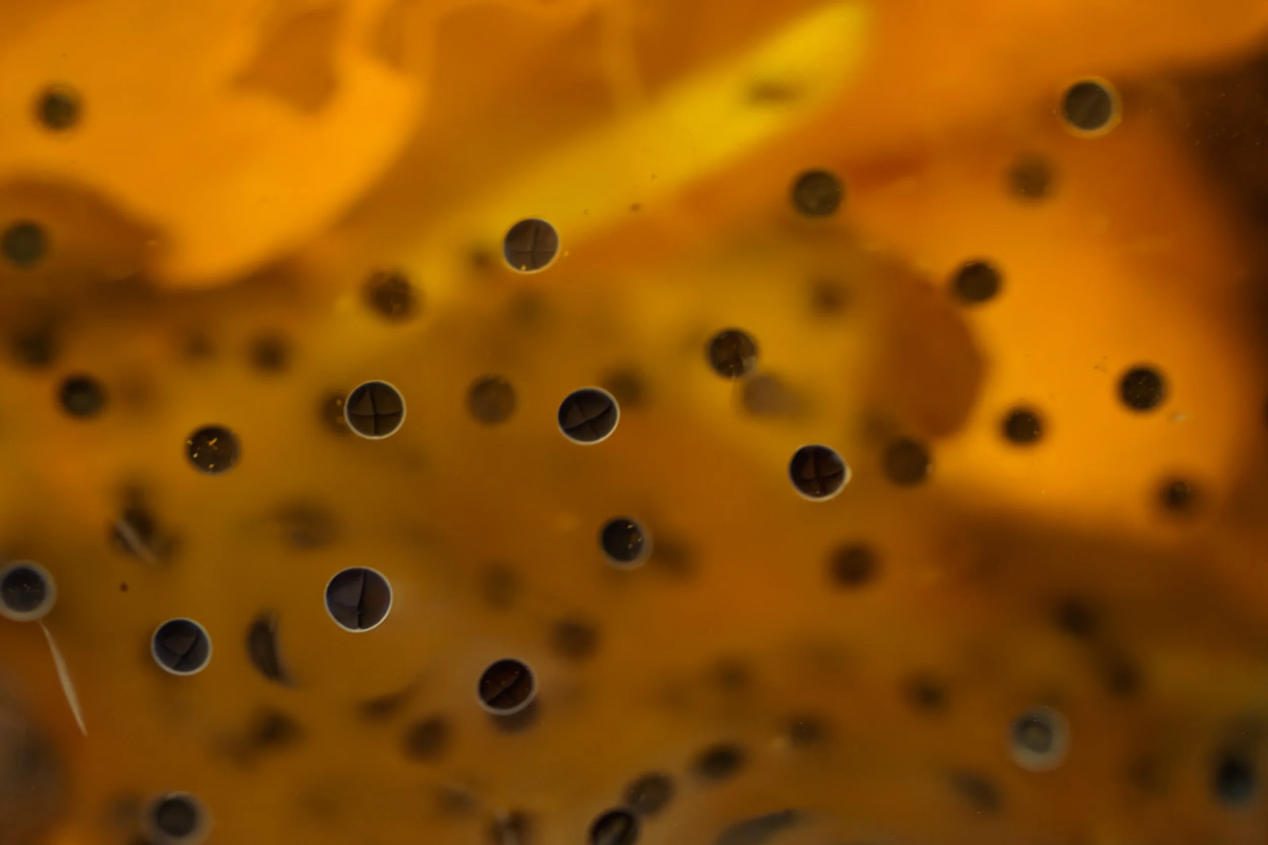 2026 Frog Log - Week 2