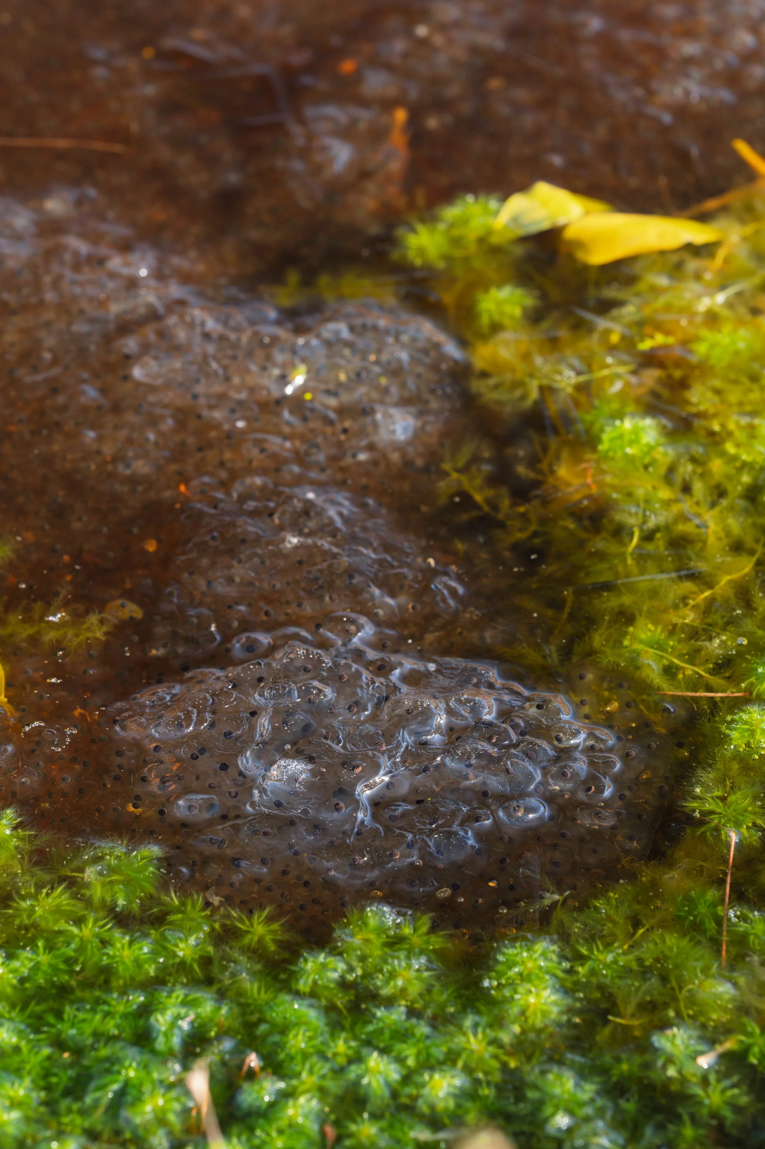 2026 Frog Log - Week 3