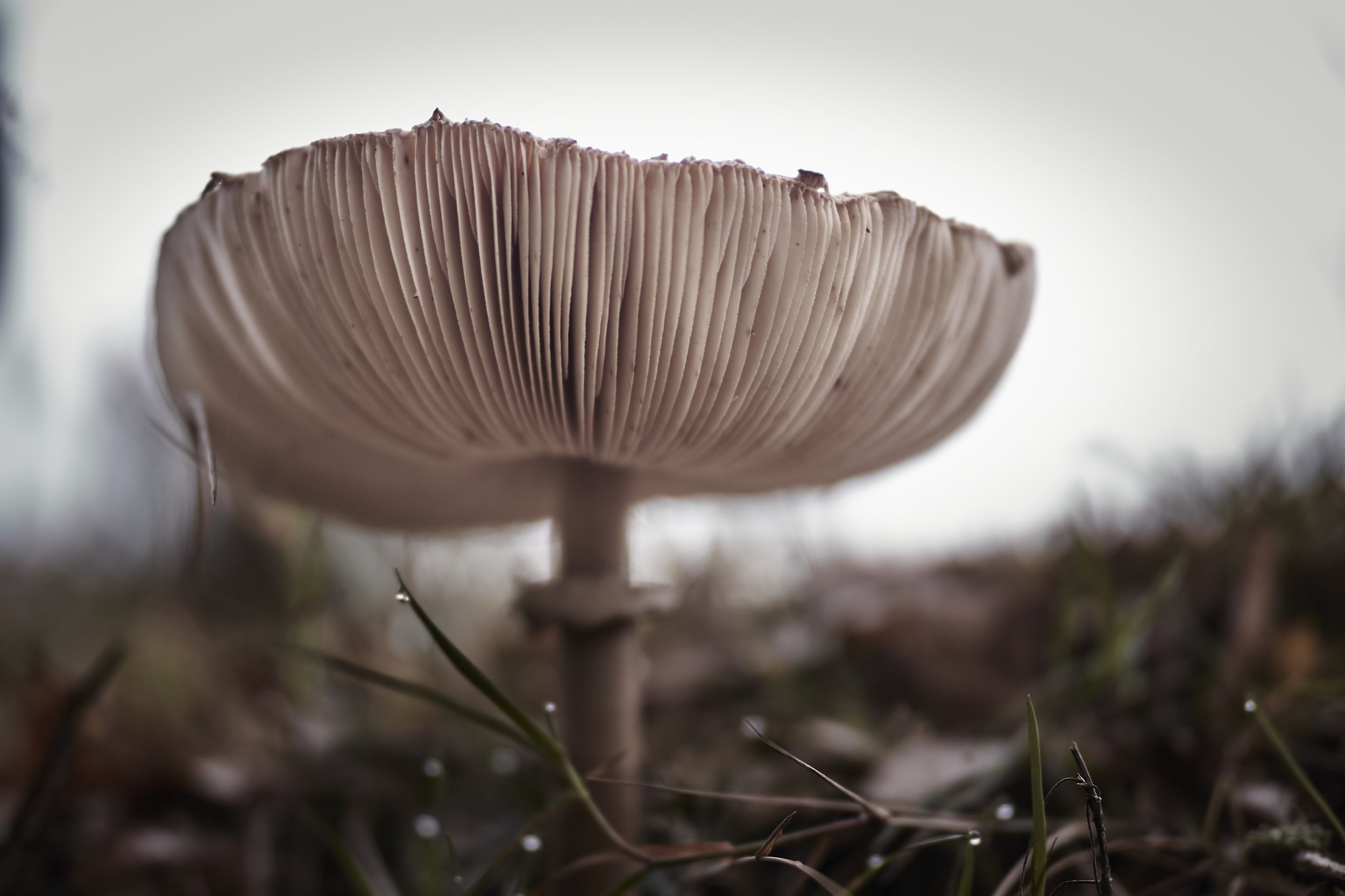 closeup-chlorophyllum-molybdites-mushroom-field-daytime.jpg