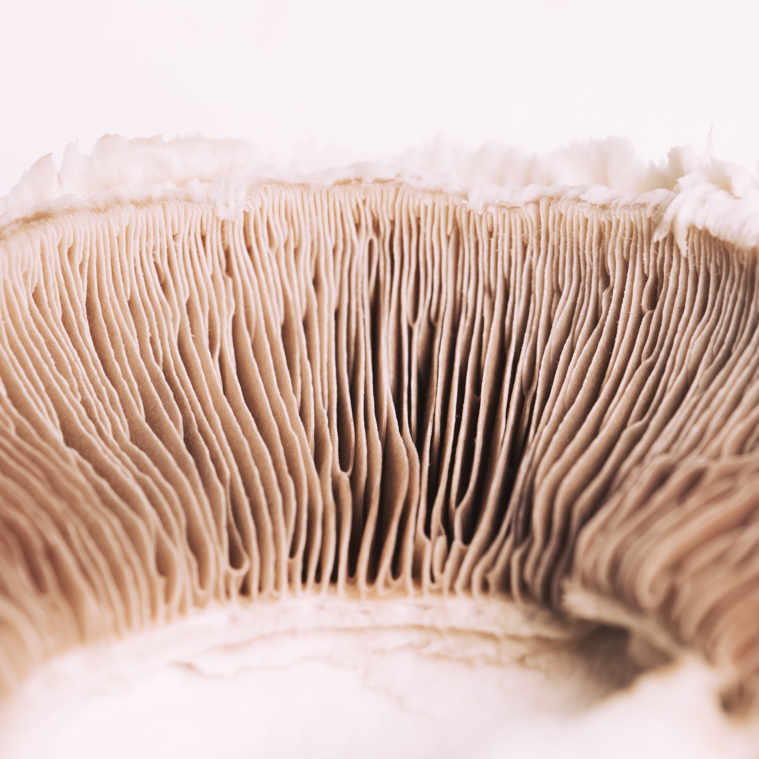 macro-mushroom-texture.jpg