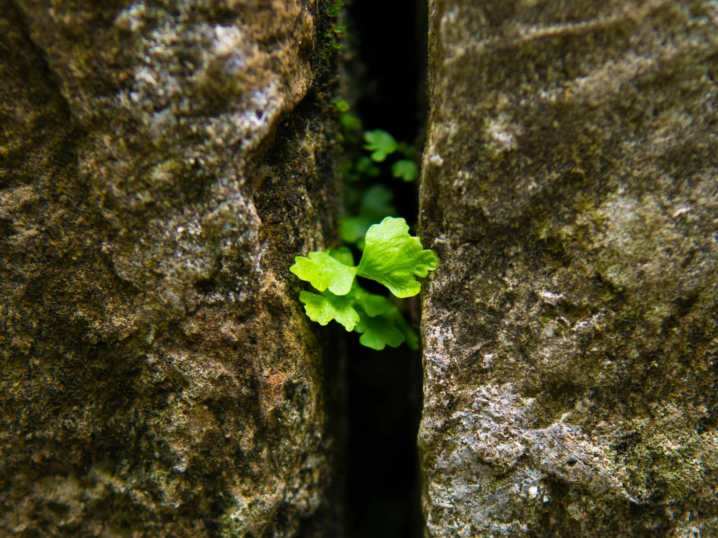Trauma PTSD stuck between a rock and a hard place