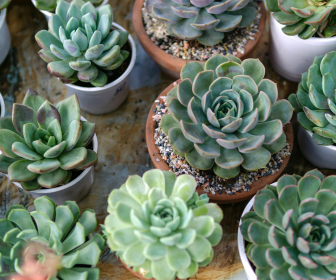Succulent Making Class