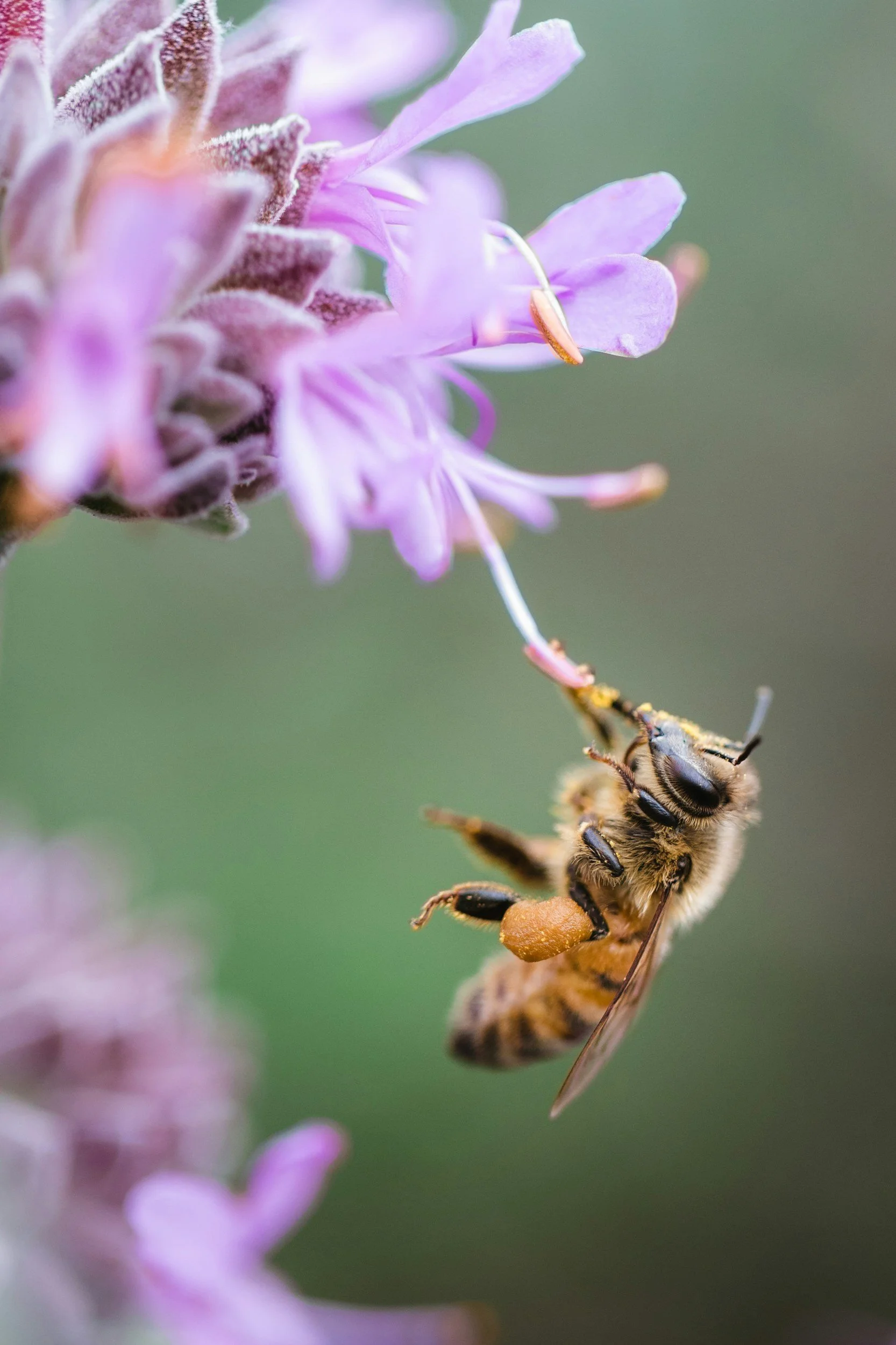 Native bee pollinator bee balm