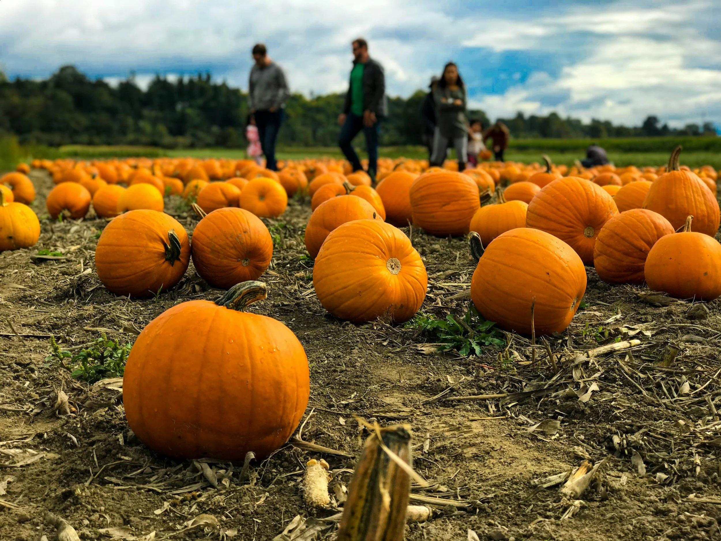 Pumpkin Picking