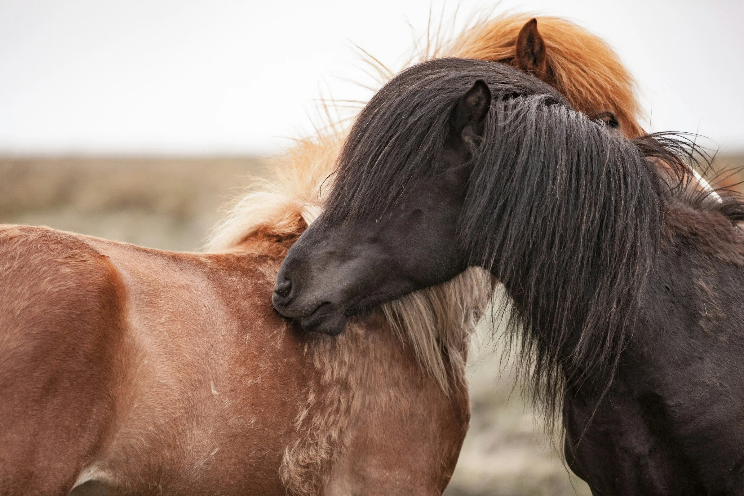 Shetland Pony Experience