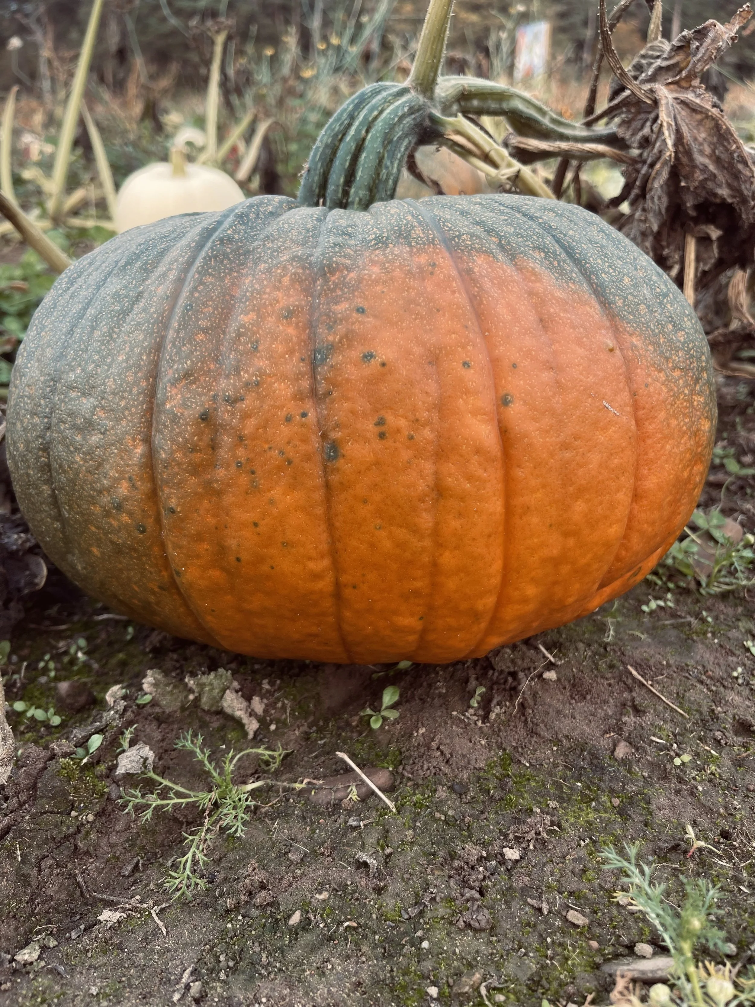 IMG_4261.jpeg