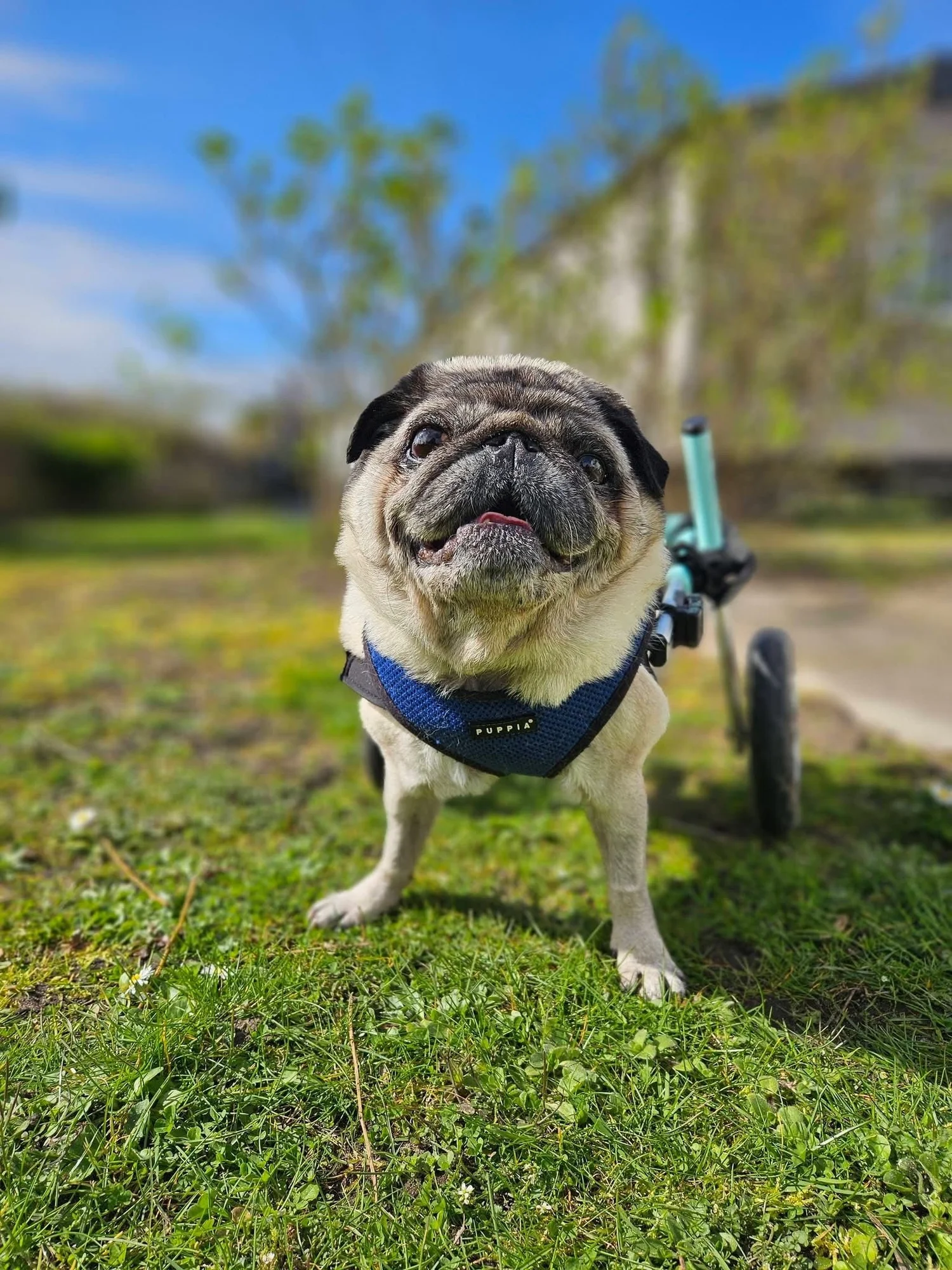 Help Pug Pug Life Rescue