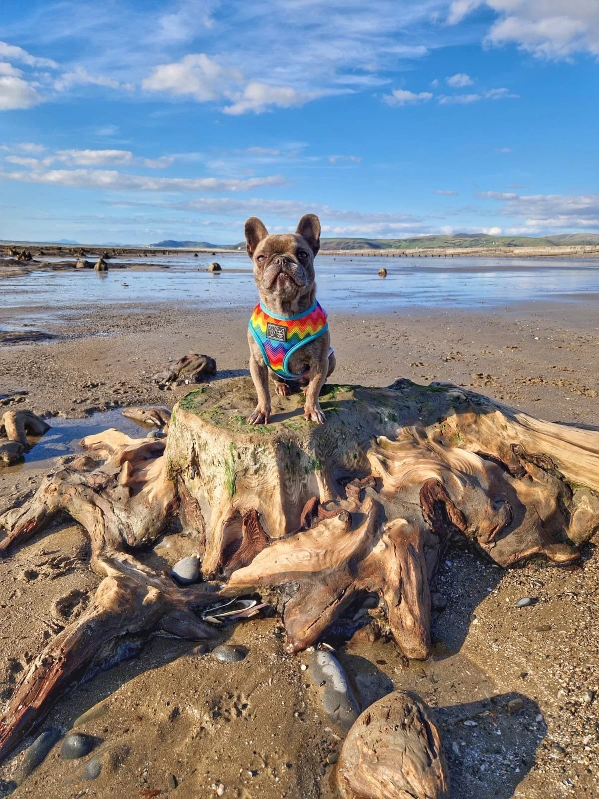 Pug standing on rock