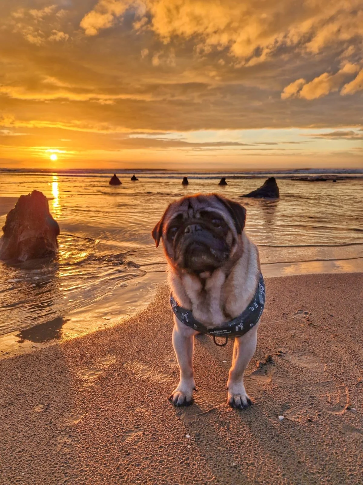 Pug on beach