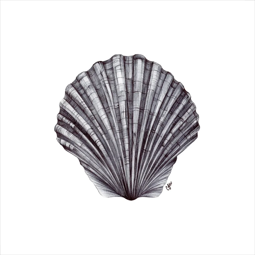 Scallop-8x8.jpg