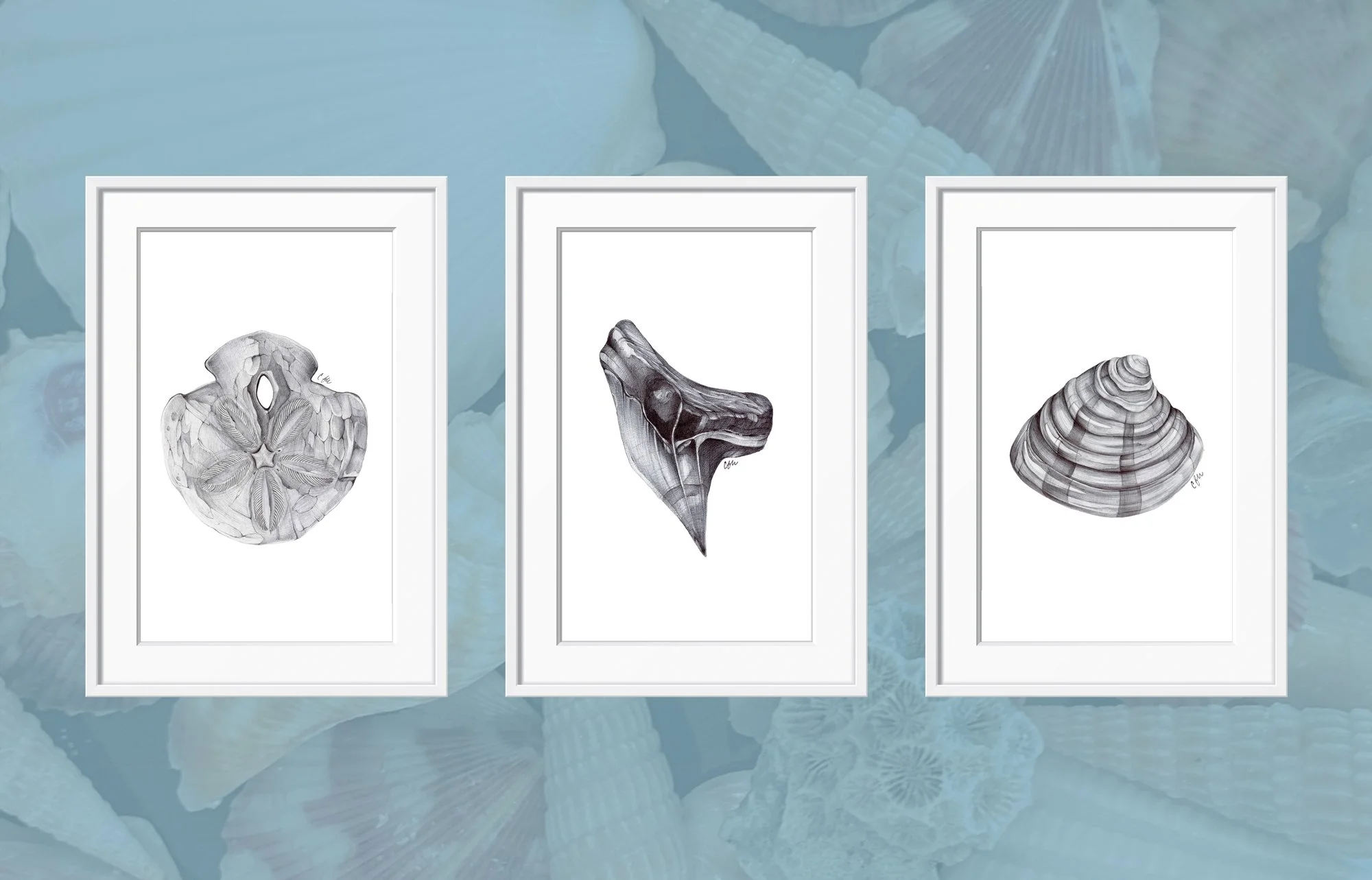 3-framed-shell-product-image.jpg (Copy)