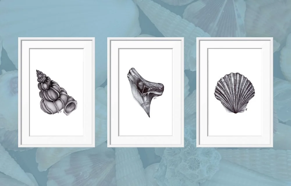 3-framed-shell-product-V2.jpg (Copy)