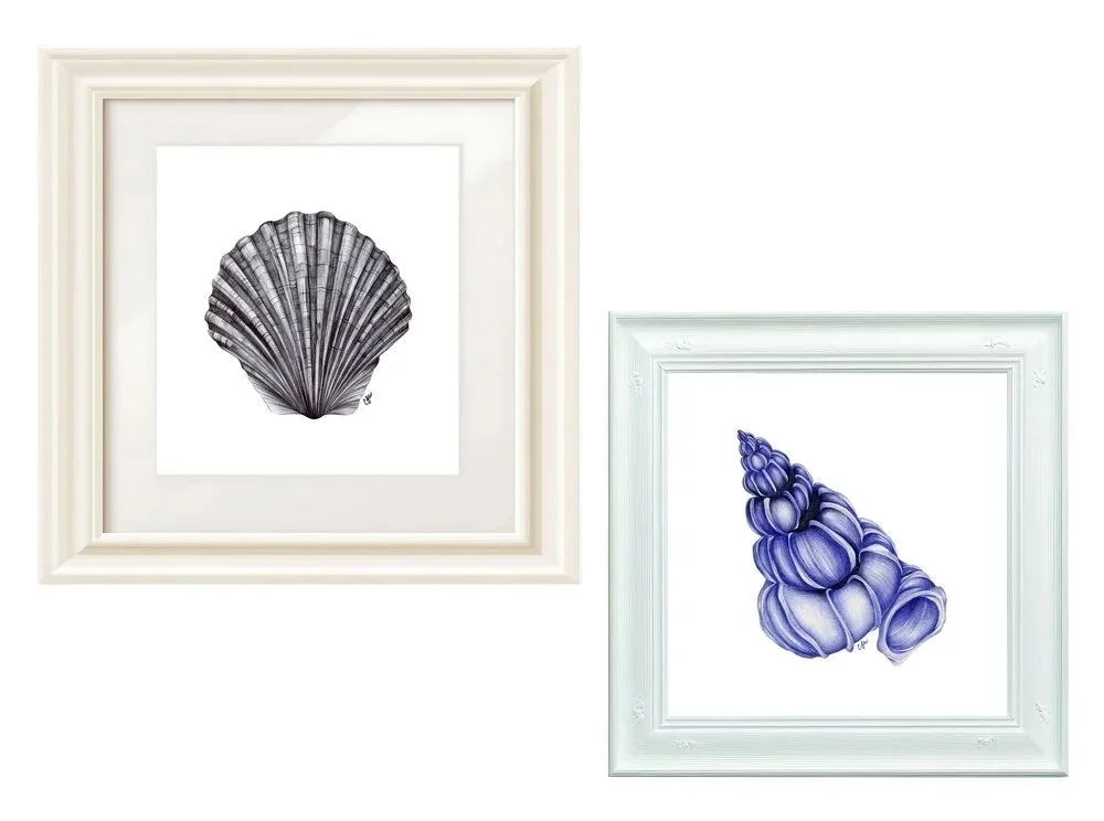 framed-shells.jpg