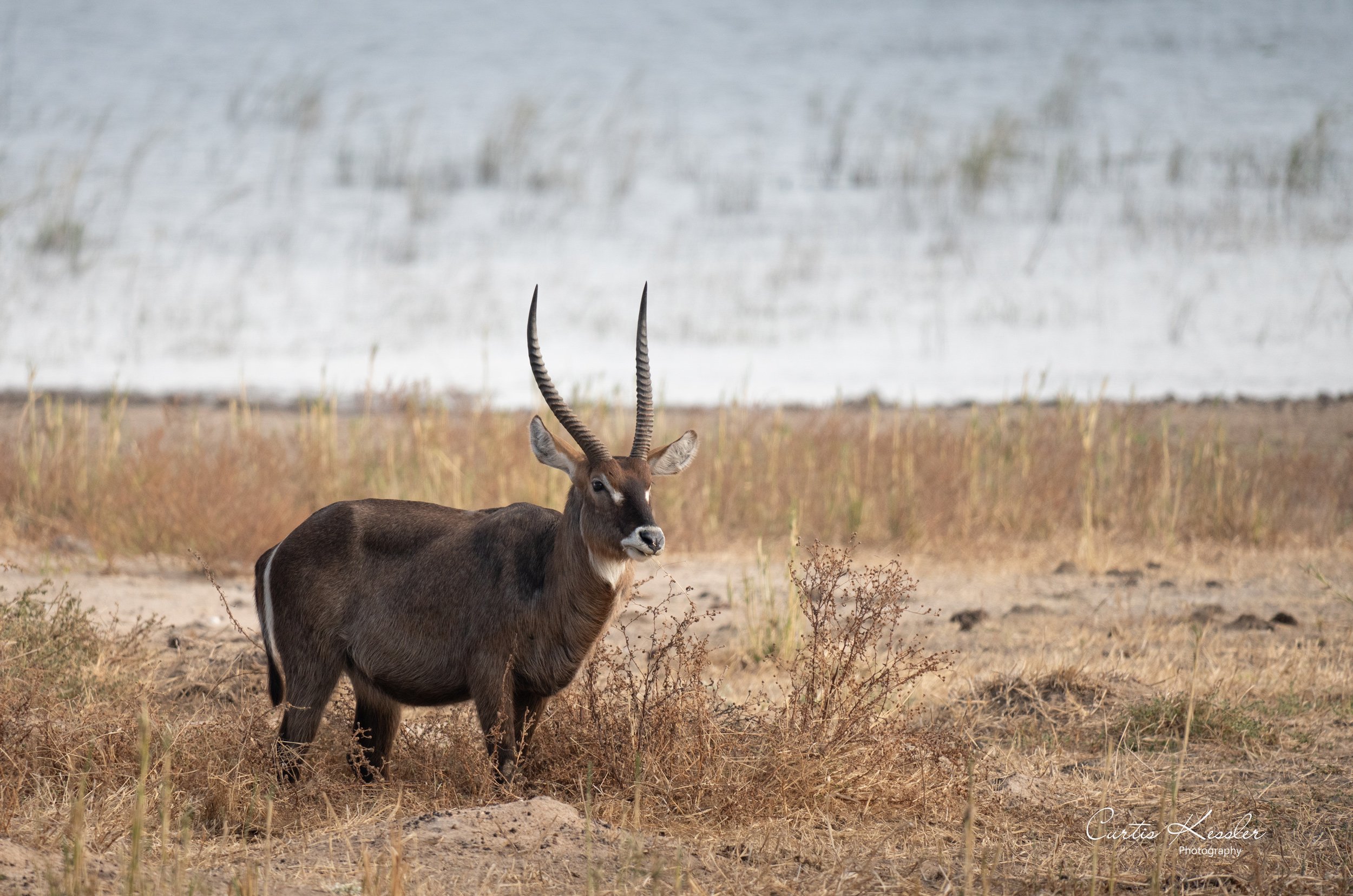 Waterbuck
Malawi, Africa