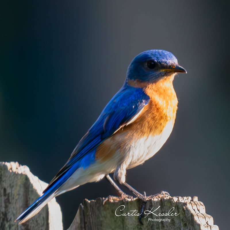 Bluebird-02.jpg