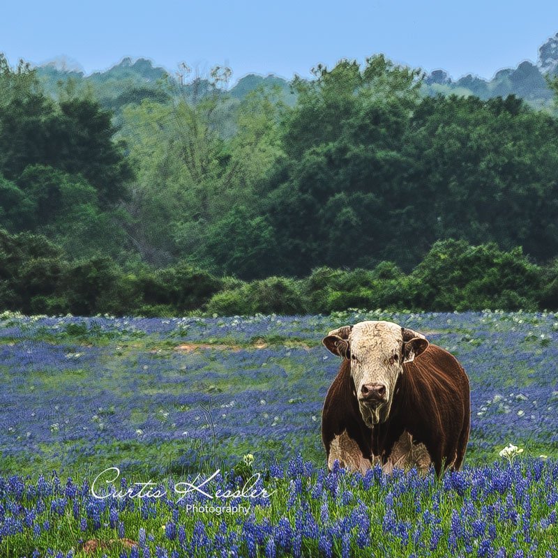Bluebonnet-Cow-Portrait-crop.jpg