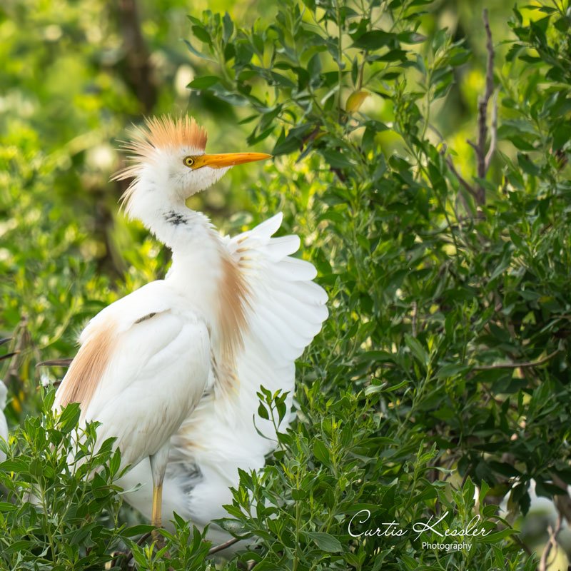 Crowned-Bird.jpg
