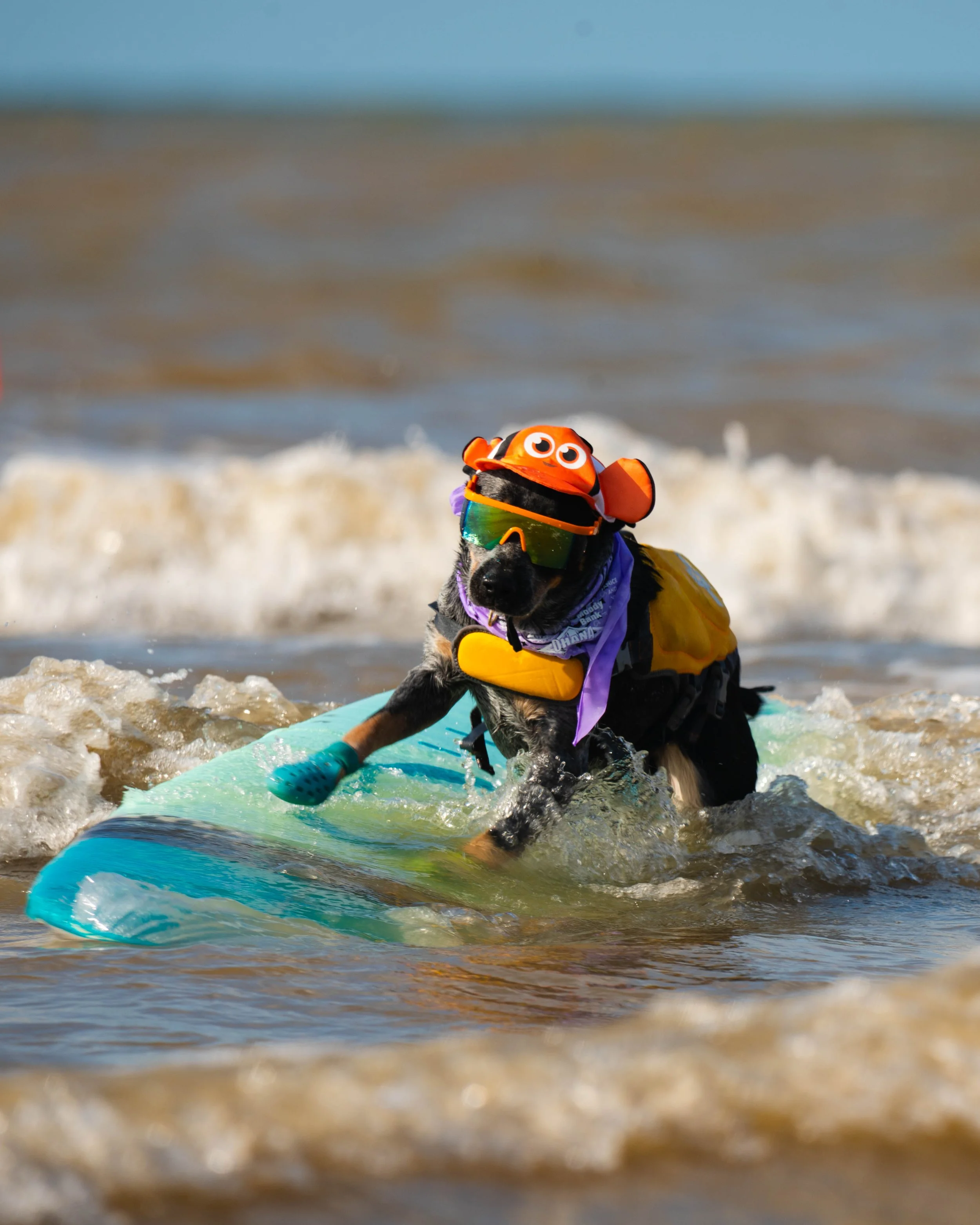 Surf Dog competition