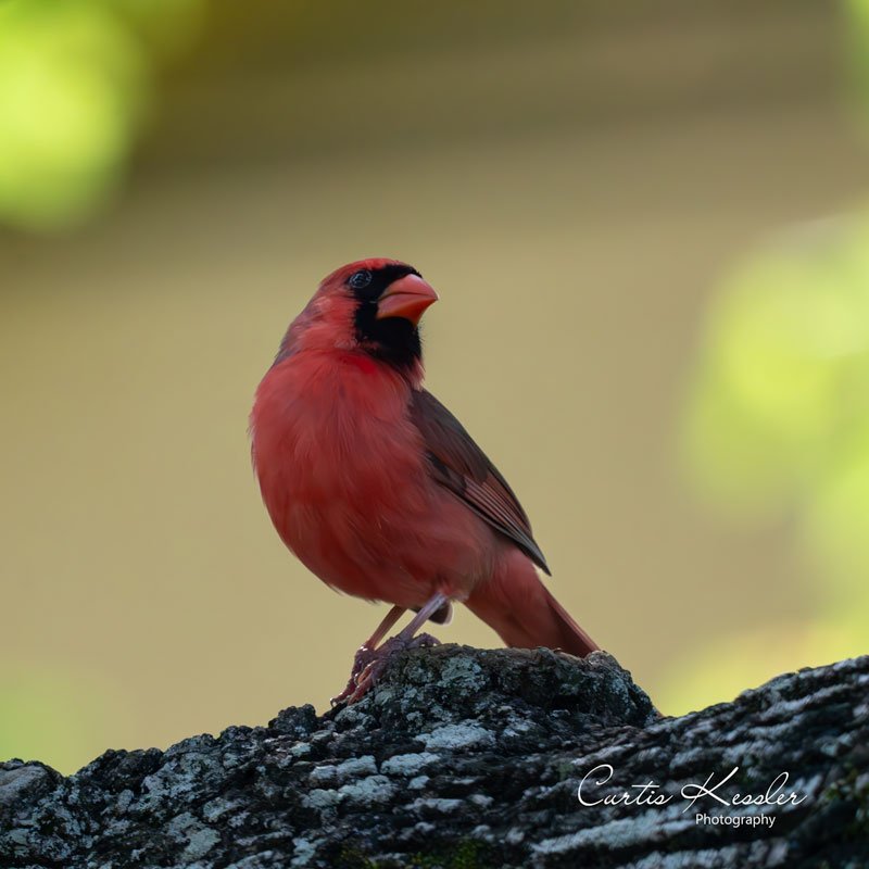 Cardinal-Profile.jpg
