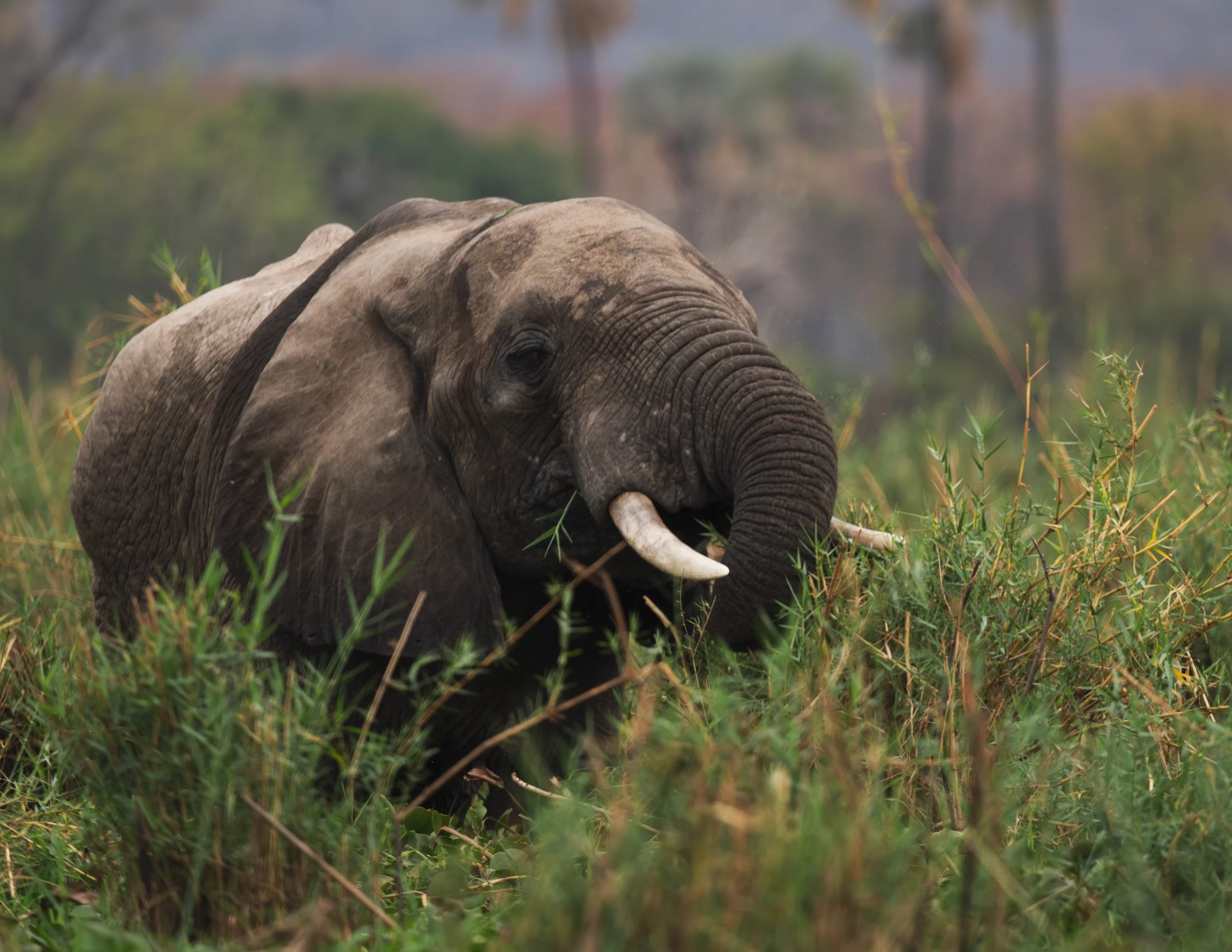 08-ElephantCloseUp.jpg